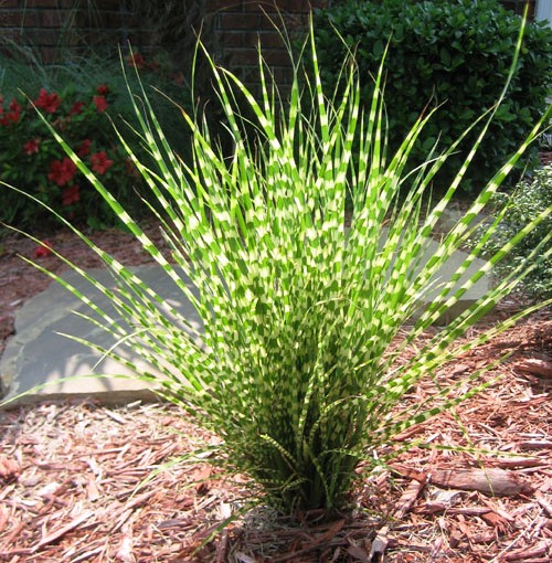 Miscanthus 'Gold Bar' - Dwarf Zebra Grass